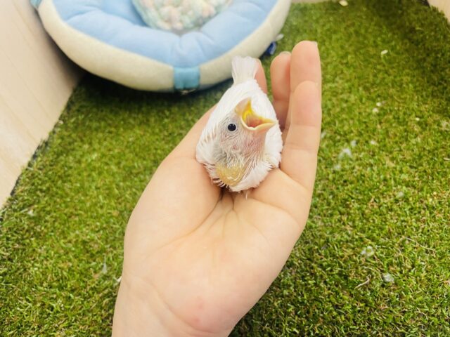 最新画像❣️おこめちゃんだよ〜❣️ねぼけまなこで一緒に2度寝する〜？💫💫💫 白文鳥