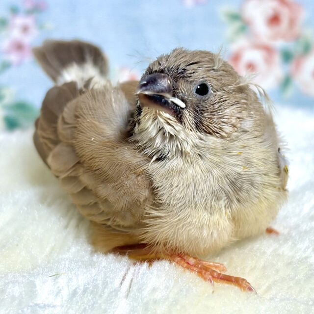 十姉妹＆キンカチョウ シナモン 🏷‪‪‪‪‬🤎💛🧡‬‬‬
