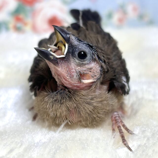 キンカチョウさんとシナモン文鳥さんのがま口&マスコット♪ 最新画像❢❢ 🔆🤍キンカチョウ シナモンちゃん🤍🔆