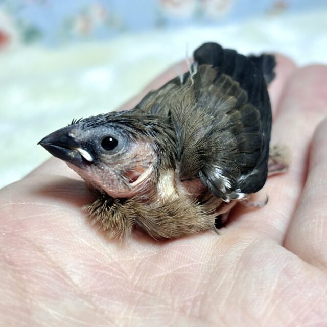 十姉妹＆キンカチョウ