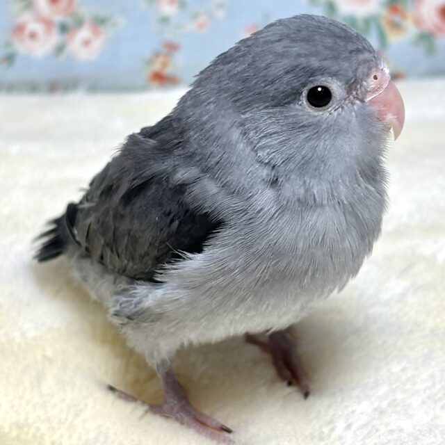 マメルリハ ブラックモーブ 男の子 🖤・.｡*・.｡*