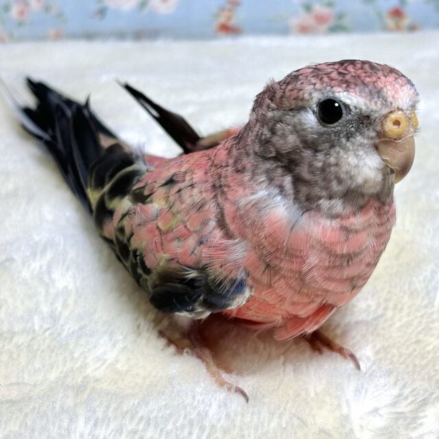 アキクサインコ（秋草インコ）