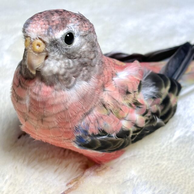 アキクサインコ（秋草インコ）