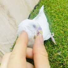 さいさきバッチリ〜🫶　セキセイインコ　ダブルファクター