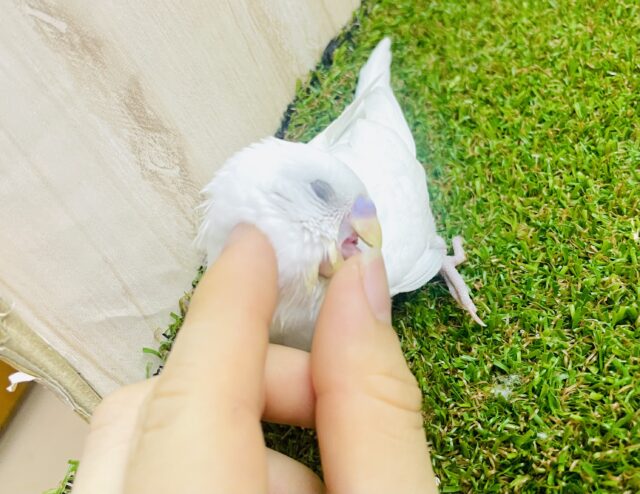 さいさきバッチリ〜🫶　セキセイインコ　ダブルファクター