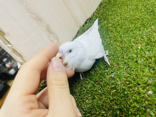 セキセイインコ