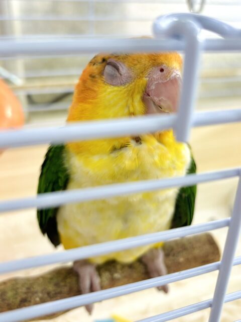 シロハラインコ