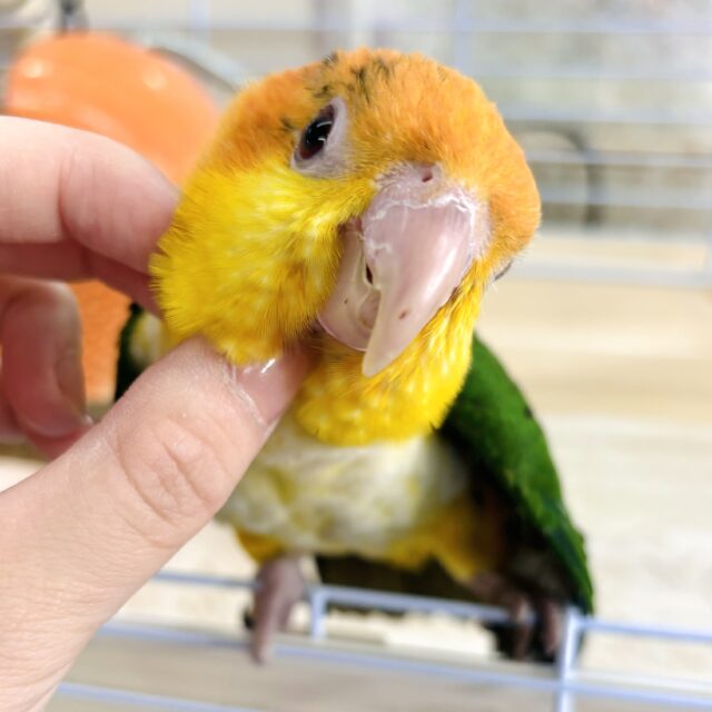 シロハラインコ