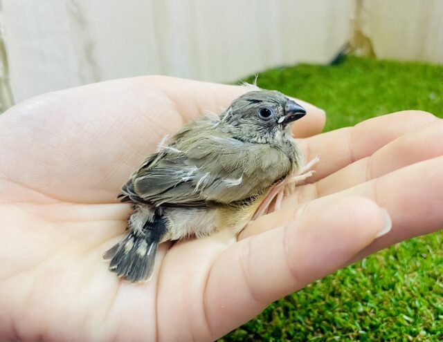 トキメキ見逃さないでね〜🤗🤗🤗　キンカ鳥　ノーマル