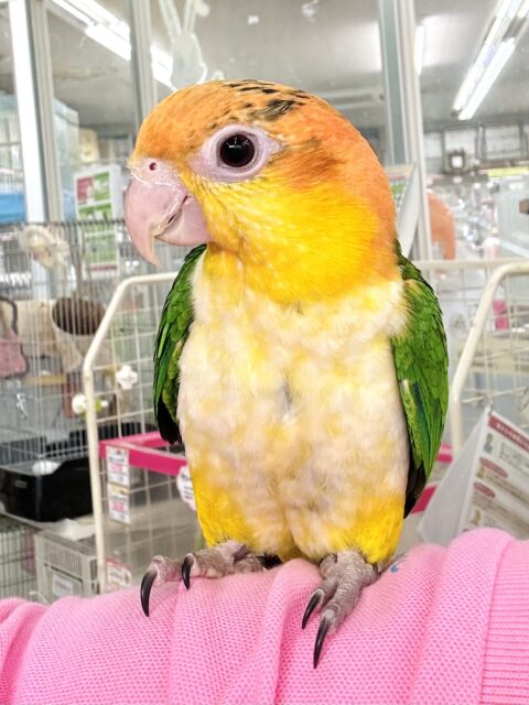 シロハラインコ