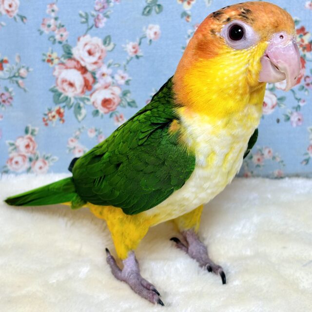 シロハラインコちゃん来てくれました〜‎🧡‬‪🔆🤍🍀‬