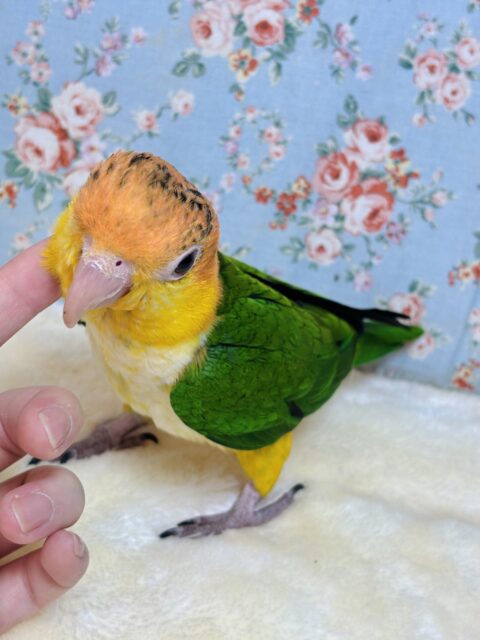 シロハラインコ