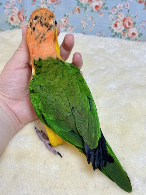 シロハラインコ