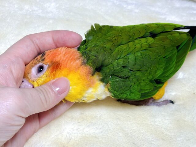 シロハラインコ