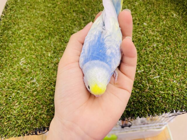 セキセイインコ