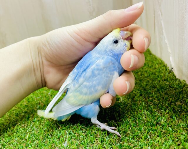 みてみて〜😗今朝の寝癖チェック☑️ セキセイインコ　パステルレインボー