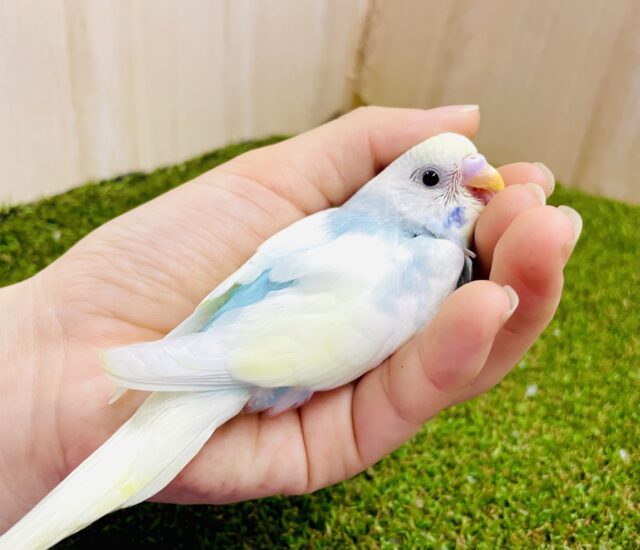 ほんわかしたいクリームソーダインコ☁️🍹🍹　セキセイインコ　パステルレインボーパイド