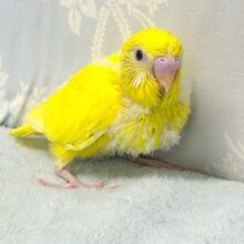 元気いっぱいの💛セキセイインコ(ダブルファクター)2024年8月生まれ