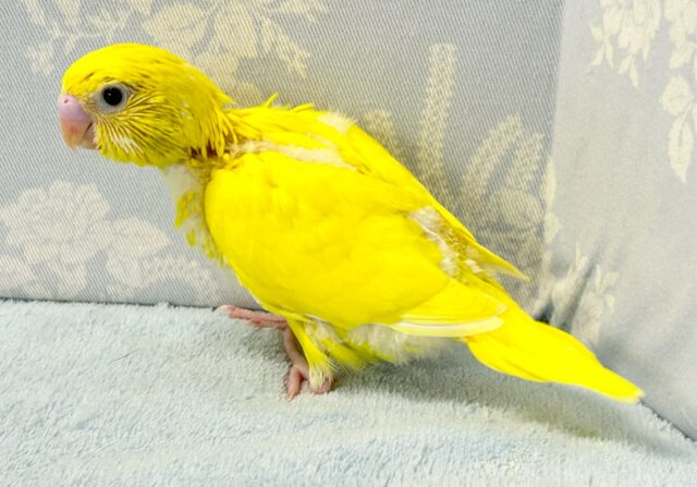 セキセイインコ