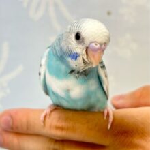 綺麗な青空☁️🫧💙セキセイインコ(ブルーパイド) 2024年8月生まれ