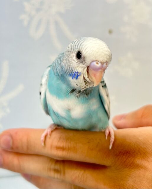 綺麗な青空☁️🫧💙セキセイインコ(ブルーパイド) 2024年8月生まれ