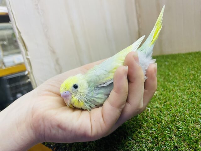 セキセイインコ