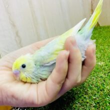 レモンスカッシュインコ🍋🍹再来だよっっっ😎😎😎🌺　セキセイインコ　パステルカラーレインボー