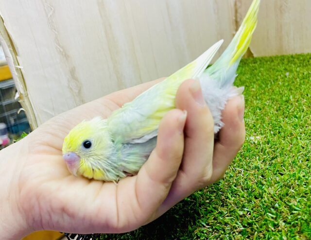 レモンスカッシュインコ🍋🍹再来だよっっっ😎😎😎🌺　セキセイインコ　パステルカラーレインボー