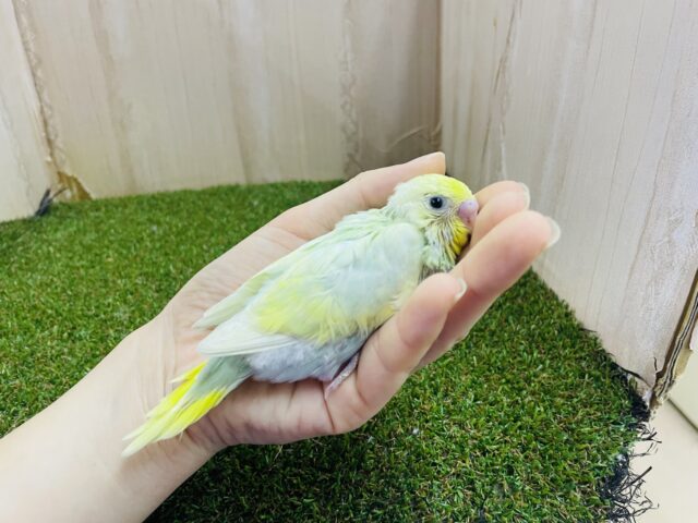 セキセイインコ