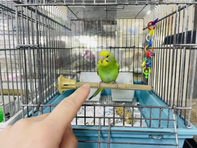 セキセイインコ