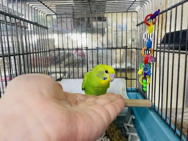 セキセイインコ