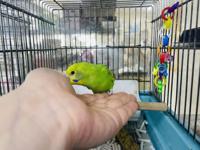 セキセイインコ