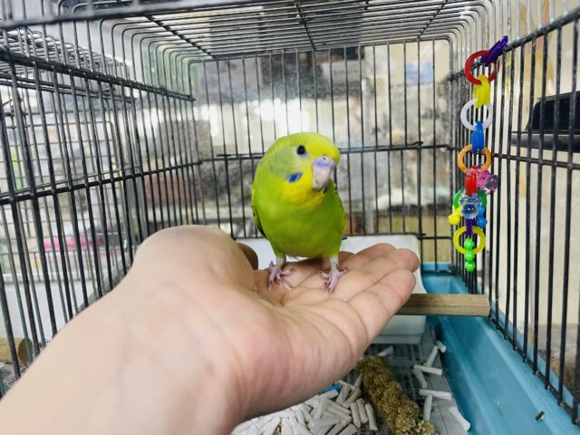 セキセイインコ