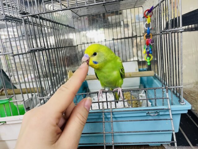 セキセイインコ