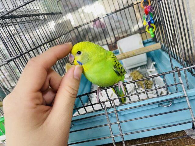 セキセイインコ