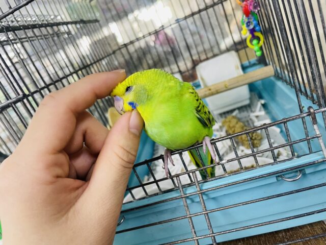 セキセイインコ