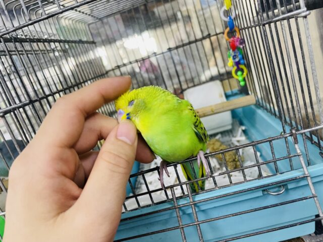 セキセイインコ