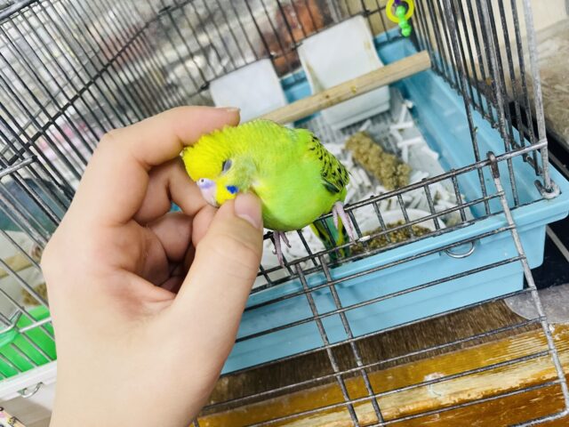 セキセイインコ