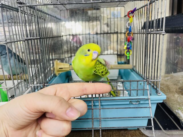 セキセイインコ