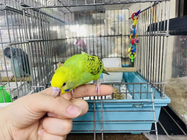 セキセイインコ