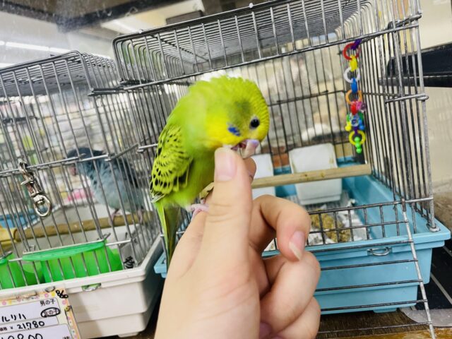 セキセイインコ