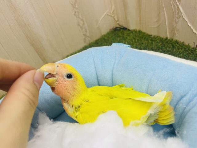 コザクラインコ（小桜インコ）