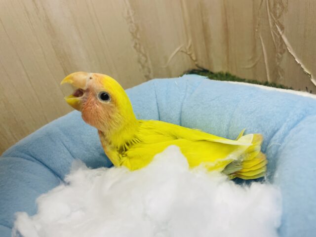 コザクラインコ（小桜インコ）