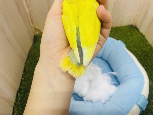 コザクラインコ（小桜インコ）