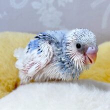 鮮やかな羽色がとってもかわいい🩵セキセイインコ (パイド) 2024年8月生まれ
