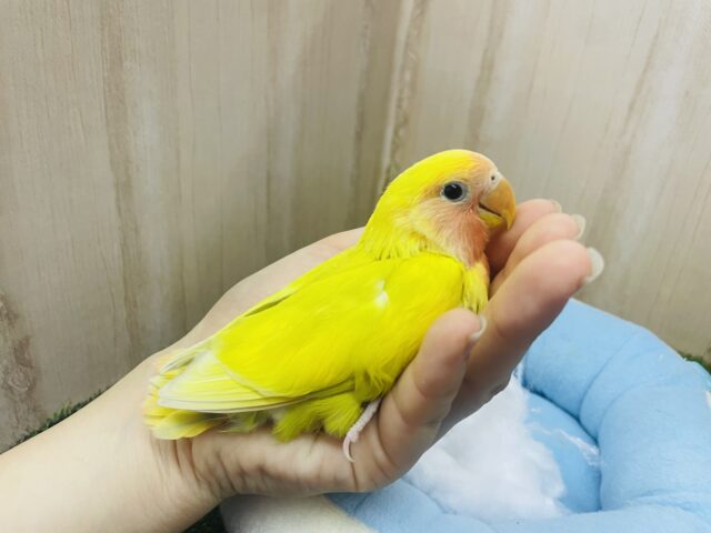 コザクラインコ（小桜インコ）