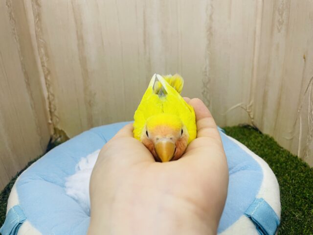 コザクラインコ（小桜インコ）