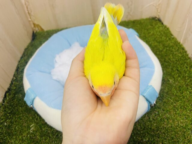 コザクラインコ（小桜インコ）