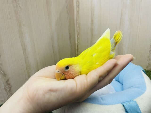 コザクラインコ（小桜インコ）