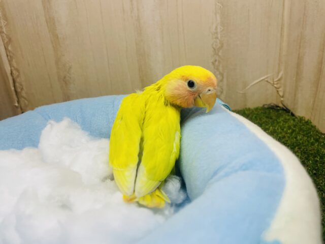 コザクラインコ（小桜インコ）